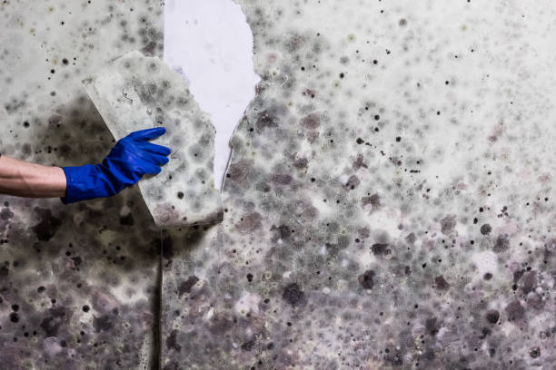 Best Localized Mold Remediation (e.g., coastal areas, humid climates) in Litchfield Beach, SC