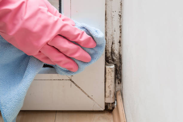 Best Basement Mold Remediation in Litchfield Beach, SC