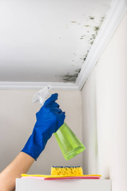 Best Attic Mold Remediation in Litchfield Beach, SC